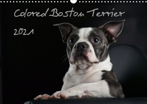 Colored Boston Terrier 2021 (Wandkalender 2021 DIN A3 quer) von Kassat Fotografie,  Nicola