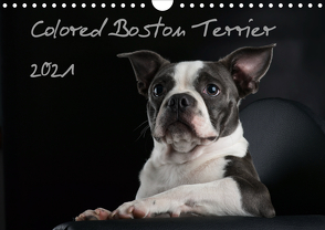 Colored Boston Terrier 2021 (Wandkalender 2021 DIN A4 quer) von Kassat Fotografie,  Nicola