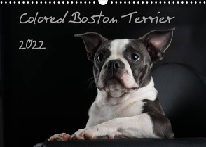 Colored Boston Terrier 2022 (Wandkalender 2022 DIN A3 quer) von Kassat Fotografie,  Nicola