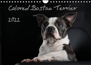 Colored Boston Terrier 2022 (Wandkalender 2022 DIN A4 quer) von Kassat Fotografie,  Nicola