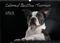 Colored Boston Terrier 2023 (Wandkalender 2023 DIN A3 quer) von Kassat Fotografie,  Nicola