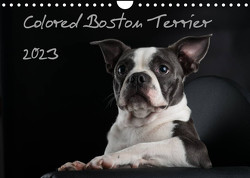 Colored Boston Terrier 2023 (Wandkalender 2023 DIN A4 quer) von Kassat Fotografie,  Nicola