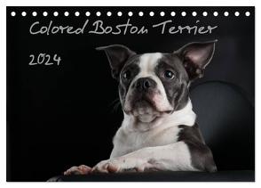 Colored Boston Terrier 2024 (Tischkalender 2024 DIN A5 quer), CALVENDO Monatskalender von Kassat Fotografie,  Nicola