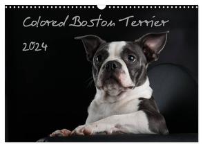 Colored Boston Terrier 2024 (Wandkalender 2024 DIN A3 quer), CALVENDO Monatskalender von Kassat Fotografie,  Nicola