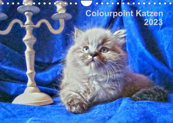 Colourpoint Katzen 2023 (Wandkalender 2023 DIN A4 quer) von Säume,  Sylvia