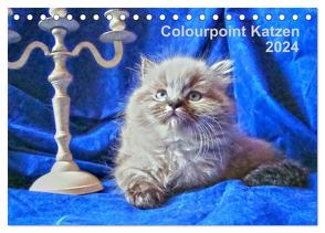 Colourpoint Katzen 2024 (Tischkalender 2024 DIN A5 quer), CALVENDO Monatskalender von Säume,  Sylvia