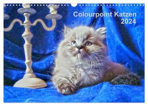 Colourpoint Katzen 2024 (Wandkalender 2024 DIN A3 quer), CALVENDO Monatskalender von Säume,  Sylvia