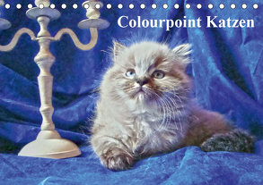 Colourpoint Katzen (Tischkalender 2020 DIN A5 quer) von Säume,  Sylvia