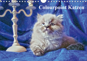 Colourpoint Katzen (Wandkalender 2021 DIN A4 quer) von Säume,  Sylvia