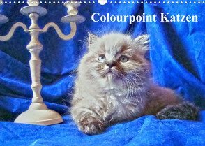 Colourpoint Katzen (Wandkalender 2023 DIN A3 quer) von Säume,  Sylvia