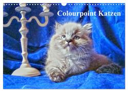 Colourpoint Katzen (Wandkalender 2024 DIN A3 quer), CALVENDO Monatskalender von Säume,  Sylvia