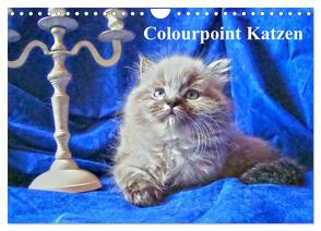 Colourpoint Katzen (Wandkalender 2024 DIN A4 quer), CALVENDO Monatskalender von Säume,  Sylvia