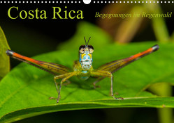 Costa Rica Begegnungen im Regenwald (Wandkalender 2022 DIN A3 quer) von Ribi,  Alex