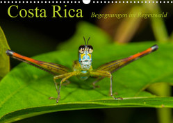 Costa Rica Begegnungen im Regenwald (Wandkalender 2023 DIN A3 quer) von Ribi,  Alex