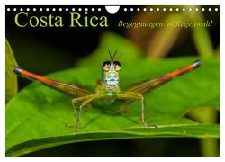 Costa Rica Begegnungen im Regenwald (Wandkalender 2024 DIN A4 quer), CALVENDO Monatskalender von Ribi,  Alex