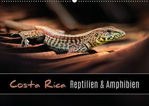 Costa Rica – Reptilien und Amphibien (Wandkalender 2019 DIN A2 quer) von Eßer,  Kevin