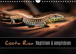 Costa Rica – Reptilien und Amphibien (Wandkalender 2023 DIN A4 quer) von Eßer,  Kevin