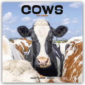 Cows – Kühe 2024 – 16-Monatskalender