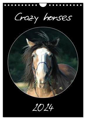 Crazy horses (Wandkalender 2024 DIN A4 hoch), CALVENDO Monatskalender von Lampert,  Claudia