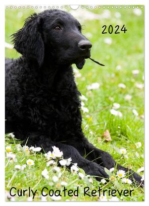 Curly Coated Retriever 2024 (Wandkalender 2024 DIN A3 hoch), CALVENDO Monatskalender von Vika-Foto,  Vika-Foto