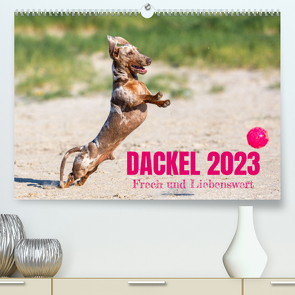 DACKEL 2023 Frech und Liebenwert (Premium, hochwertiger DIN A2 Wandkalender 2023, Kunstdruck in Hochglanz) von Mirsberger tierpfoto,  Annett