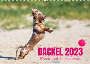 DACKEL 2023 Frech und Liebenwert (Wandkalender 2023 DIN A2 quer) von Mirsberger tierpfoto,  Annett