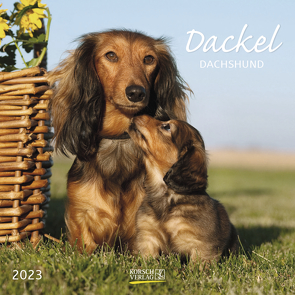 Dackel 2023 von Korsch Verlag