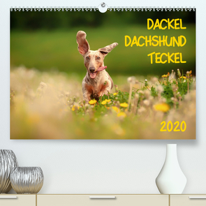 DACKEL DACHSHUND TECKEL 2020 (Premium, hochwertiger DIN A2 Wandkalender 2020, Kunstdruck in Hochglanz) von Mirsberger tierpfoto,  Annett