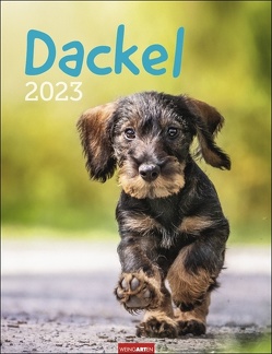 Dackel. Jahres-Wandkalender 2023 mit Platz für Notizen und Termine. Foto-Kalender für Hundefans und Dackelliebhaber. Bildkalender 2023 im Hochformat 30×39 cm von Weingarten