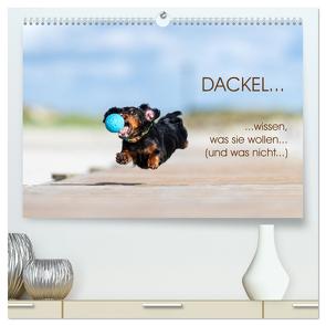 DACKEL… wissen was sie wollen… (und was nicht…) (hochwertiger Premium Wandkalender 2024 DIN A2 quer), Kunstdruck in Hochglanz von Mirsberger annettmirsberger.de,  Annett