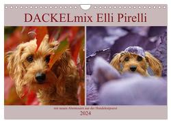 DACKELmix Elli Pirelli (Wandkalender 2024 DIN A4 quer), CALVENDO Monatskalender von Köntopp,  Kathrin
