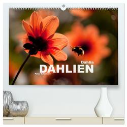 Dahlia – Dahlien (hochwertiger Premium Wandkalender 2024 DIN A2 quer), Kunstdruck in Hochglanz von Schickert,  Peter