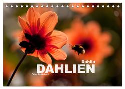 Dahlia – Dahlien (Tischkalender 2024 DIN A5 quer), CALVENDO Monatskalender von Schickert,  Peter