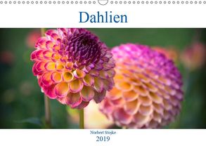 Dahlien – Blumenwunder der Natur (Wandkalender 2019 DIN A3 quer) von Stojke,  Norbert