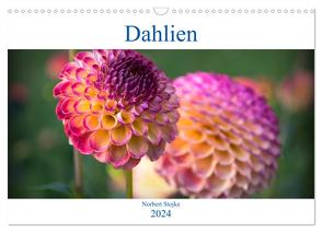 Dahlien – Blumenwunder der Natur (Wandkalender 2024 DIN A3 quer), CALVENDO Monatskalender von Stojke,  Norbert
