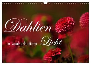 Dahlien in zauberhaftem Licht (Wandkalender 2024 DIN A3 quer), CALVENDO Monatskalender von Stehle,  Brigitte