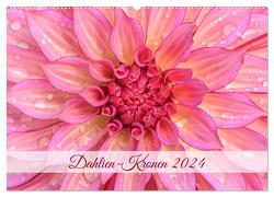 Dahlien-Kronen (Wandkalender 2024 DIN A2 quer), CALVENDO Monatskalender von Plett,  Rainer