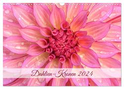 Dahlien-Kronen (Wandkalender 2024 DIN A3 quer), CALVENDO Monatskalender von Plett,  Rainer