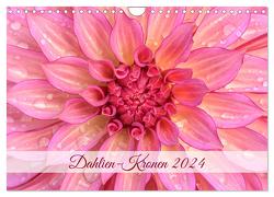Dahlien-Kronen (Wandkalender 2024 DIN A4 quer), CALVENDO Monatskalender von Plett,  Rainer