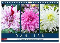 Dahlien – Prachtvolle Blüten des Spätsommers (Wandkalender 2024 DIN A4 quer), CALVENDO Monatskalender von Meyer,  Dieter