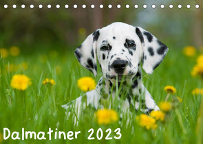 Dalmatiner 2023 (Tischkalender 2023 DIN A5 quer) von Dzierzawa,  Judith