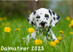Dalmatiner 2023 (Wandkalender 2023 DIN A2 quer) von Dzierzawa,  Judith