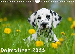Dalmatiner 2023 (Wandkalender 2023 DIN A4 quer) von Dzierzawa,  Judith