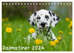 Dalmatiner 2024 (Tischkalender 2024 DIN A5 quer), CALVENDO Monatskalender von Dzierzawa,  Judith