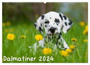 Dalmatiner 2024 (Wandkalender 2024 DIN A2 quer), CALVENDO Monatskalender von Dzierzawa,  Judith
