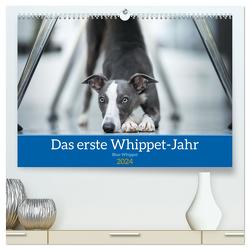 Das erste Whippet-Jahr (hochwertiger Premium Wandkalender 2024 DIN A2 quer), Kunstdruck in Hochglanz von Kassat Fotografie,  Nicola
