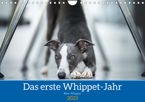 Das erste Whippet-Jahr (Wandkalender 2023 DIN A4 quer) von Kassat Fotografie,  Nicola