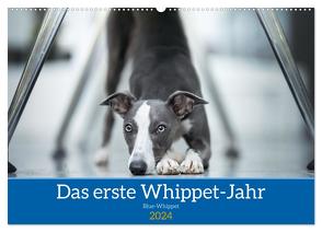 Das erste Whippet-Jahr (Wandkalender 2024 DIN A2 quer), CALVENDO Monatskalender von Kassat Fotografie,  Nicola