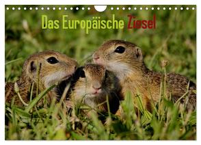 Das Europäische Ziesel (Wandkalender 2024 DIN A4 quer), CALVENDO Monatskalender von Erlwein,  Winfried