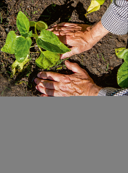 Das Gartenjahr für Menschen mit Demenz von Kreuer,  Ulrike